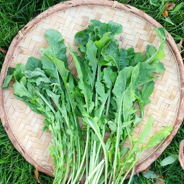 la-bo-te-graines-roquette-cultiv-e-graines-salade-bio image 1