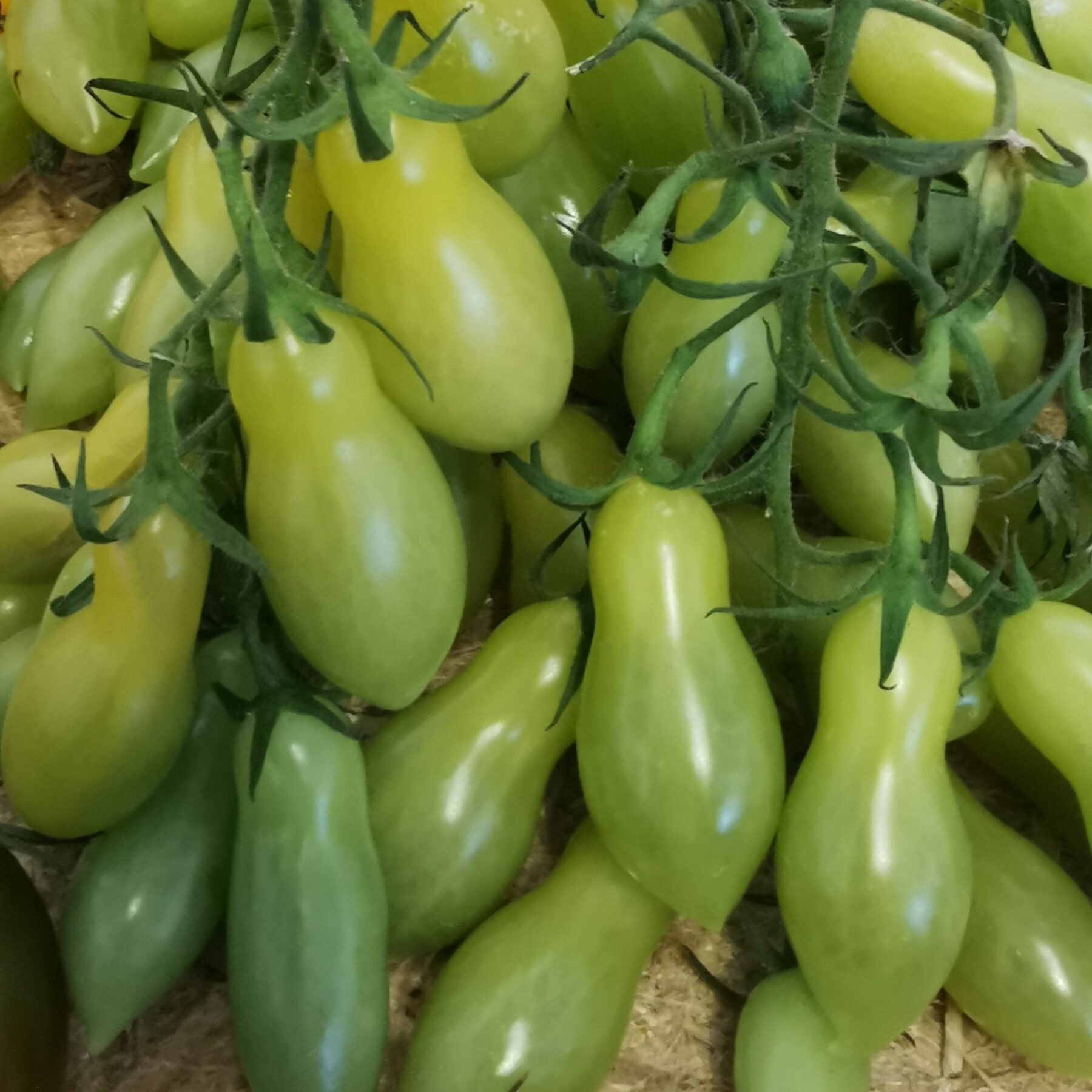 les-semences-de-l-ombelle-dancing-green-fingers-tomate-cerise-bio image 1