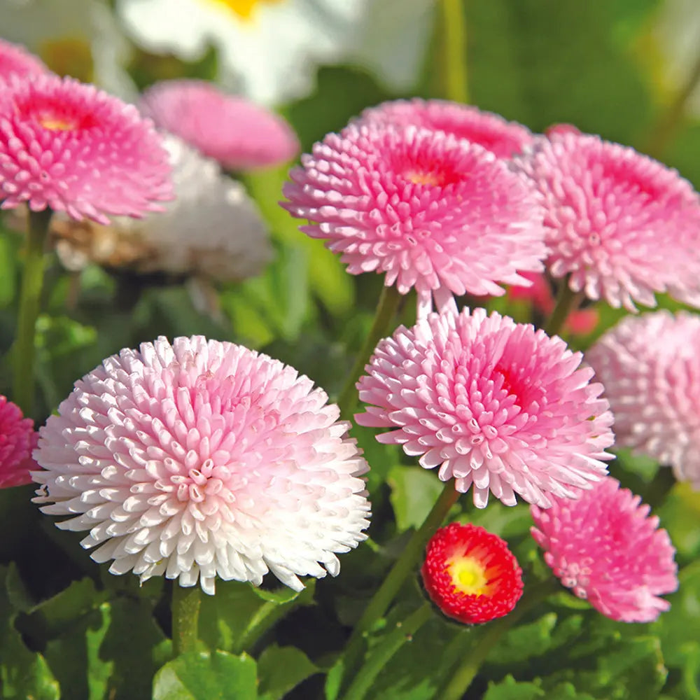 ferme-de-sainte-marthe-p-querette-pomponette-vari-e-graines-fleurs-bio image 1