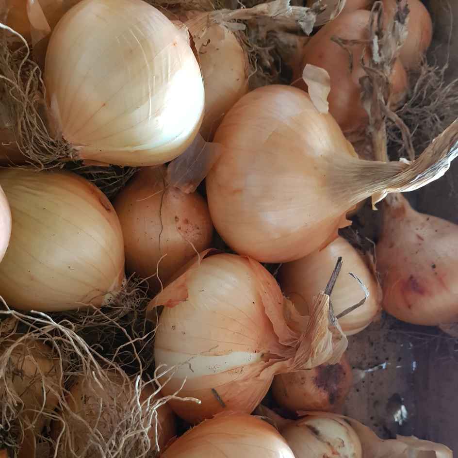 la-bo-te-graines-oignon-jaune-des-c-vennes-graines-l-gumes-bio image 2