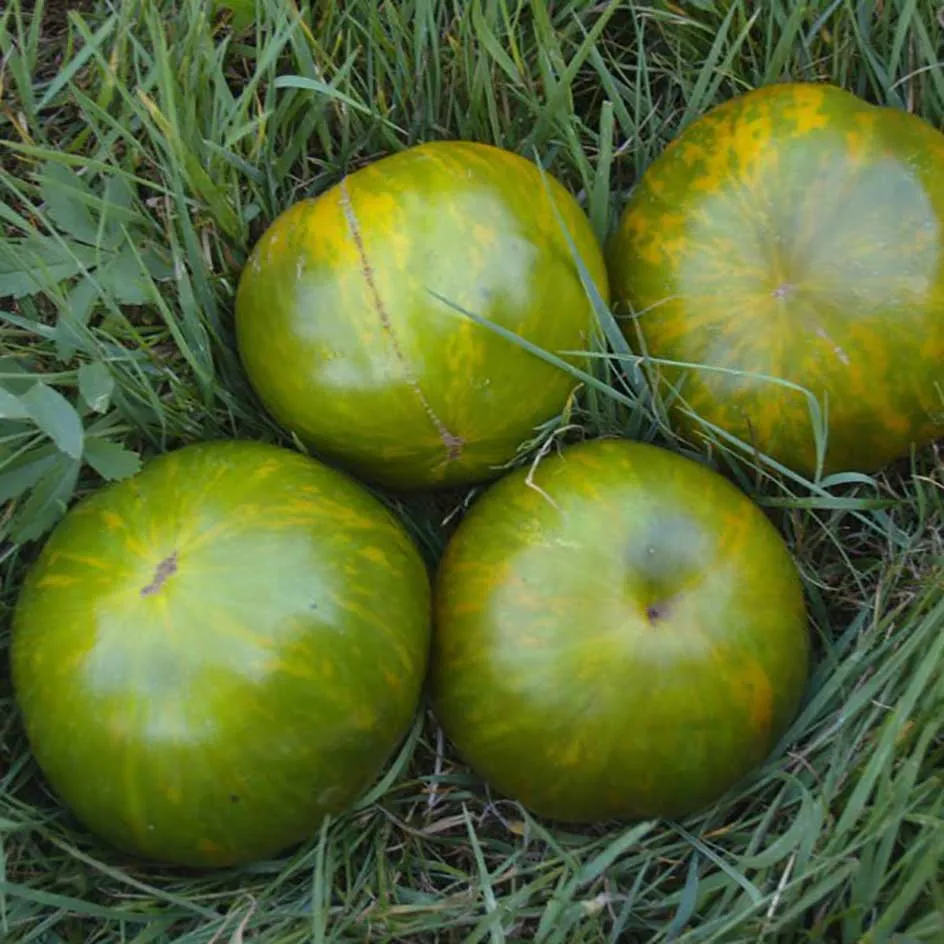 la-bo-te-graines-tomate-green-zebra-graines-bio-tardive image 1