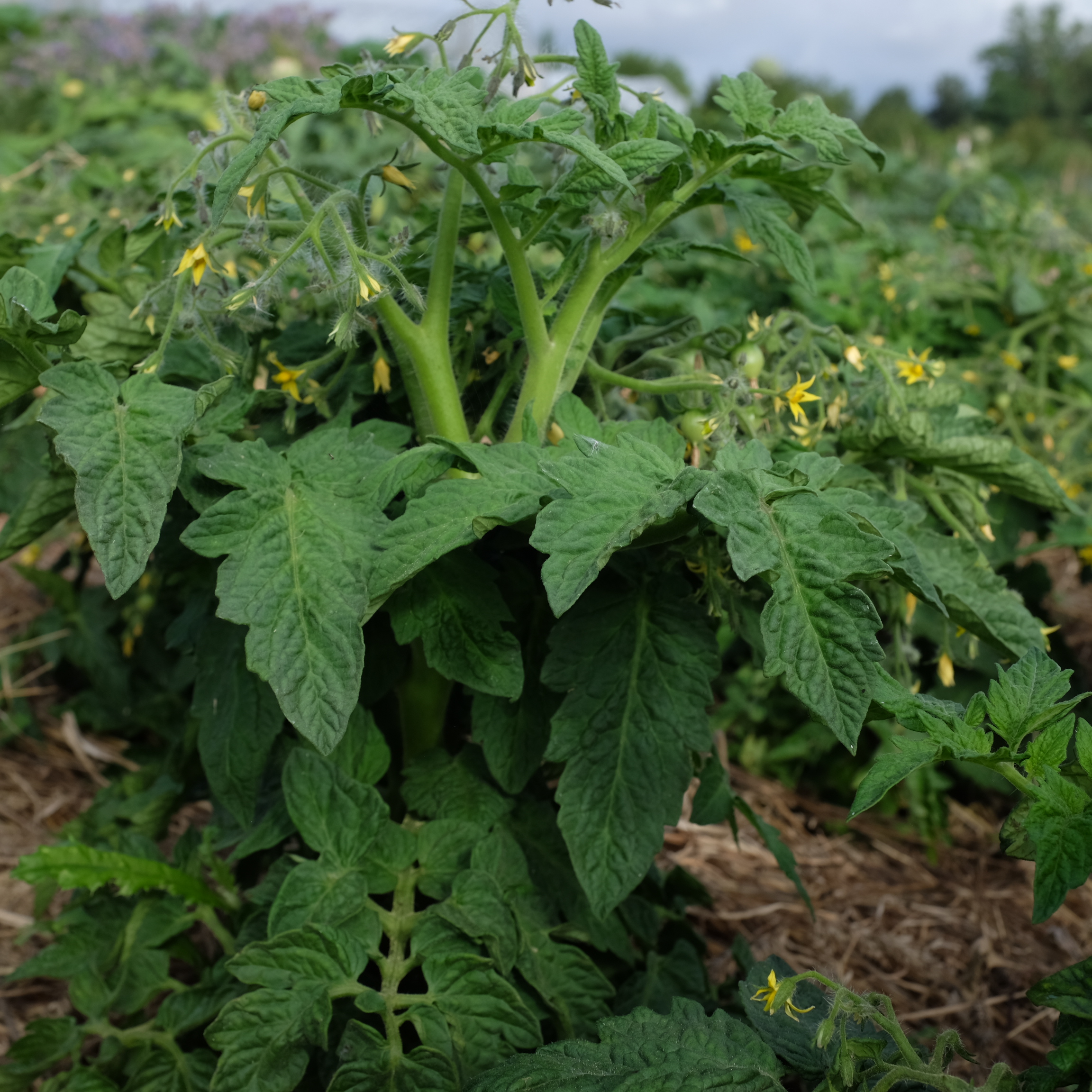 la-bo-te-graines-tomate-geranium-kiss-bio-graines-pot image 2