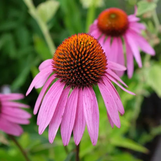 la-bo-te-graines-graines-fleurs-echinac-e-pourpre-bio-vivace image 1