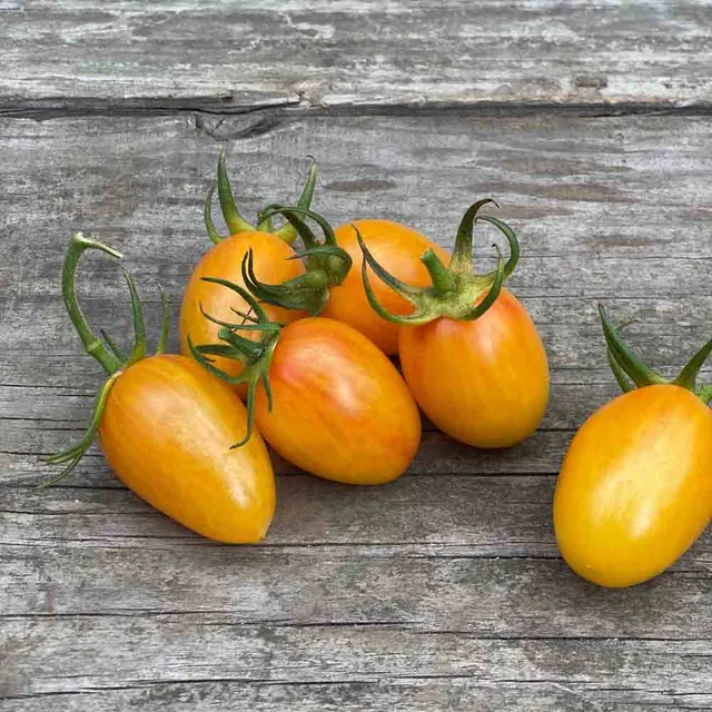 ferme-de-sainte-marthe-tomate-artisan-blush-tiger-graines-cerise image 1