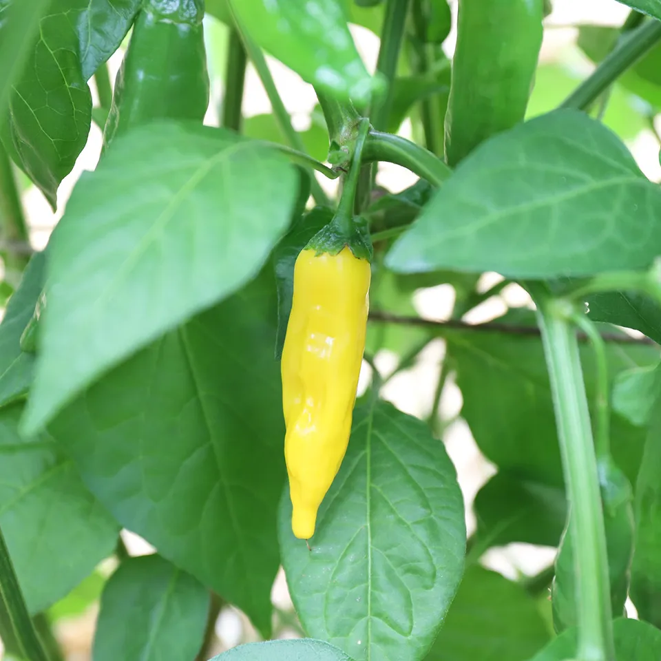 ferme-de-sainte-marthe-piment-lemon-drop-ab-graines-potag-res-citron-jaune image 1