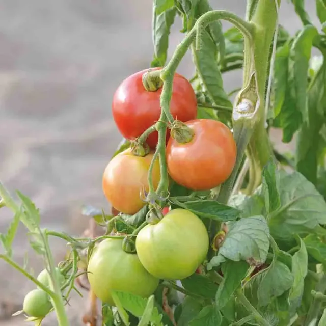 ferme-de-sainte-marthe-monda-montfavet-tomate-graines-bio image 1