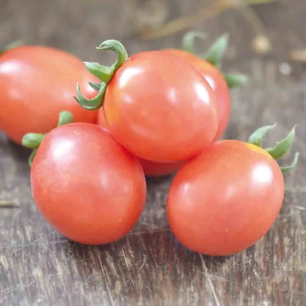 ferme-de-sainte-marthe-german-lunch-box-graines-tomates-bio-roses image 1