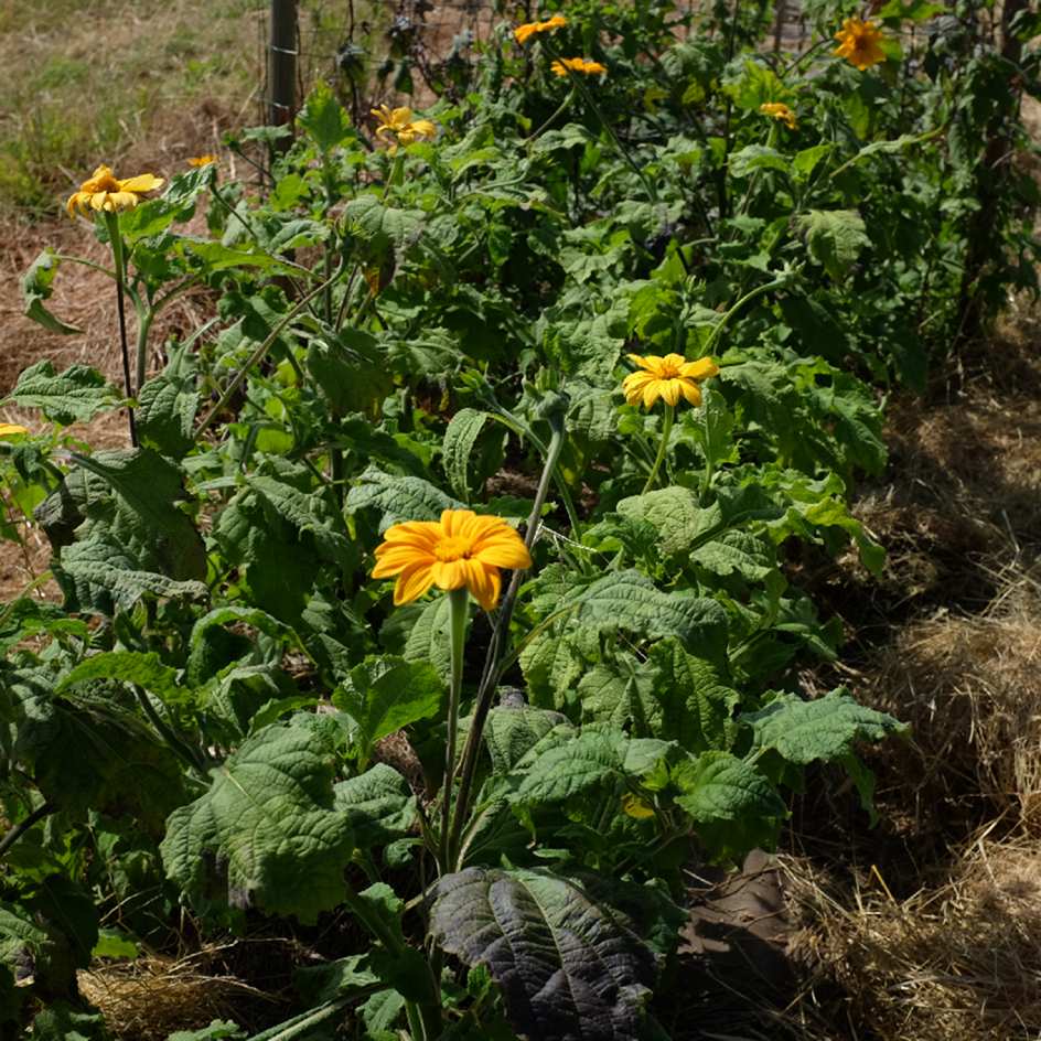 la-bo-te-graines-tithonia-yellow-torch-bio-graines-fleurs image 2