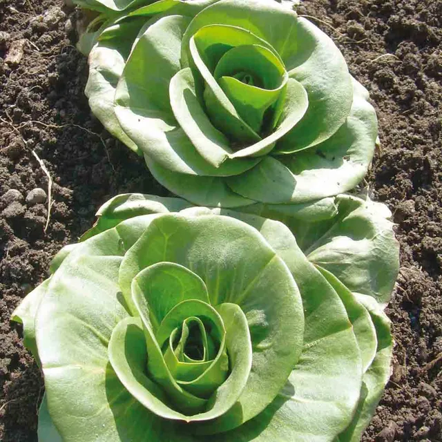 ferme-de-sainte-marthe-grumolo-verde-graines-chicor-e-bio image 1