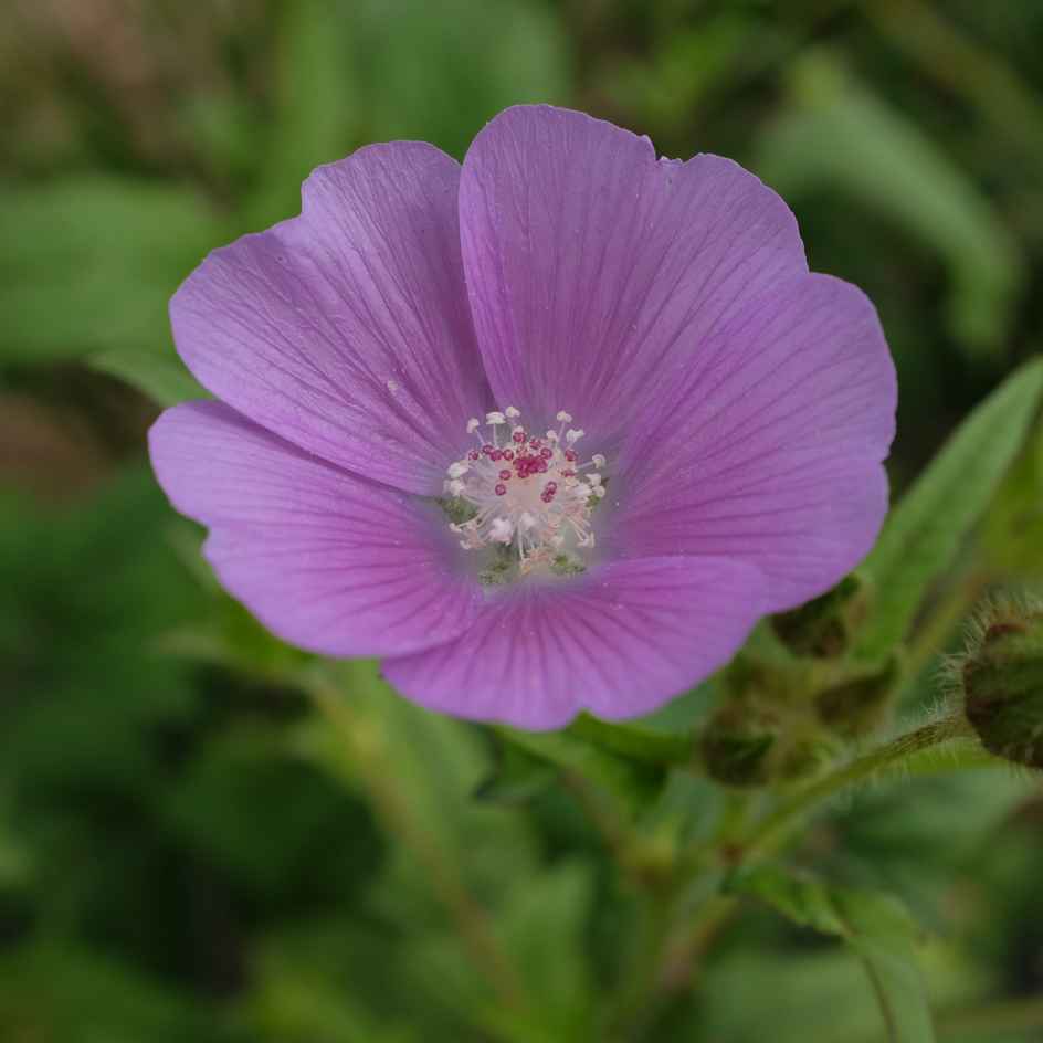 la-bo-te-graines-anoda-cristata-rose-graines-fleurs-bio-annuelle image 2