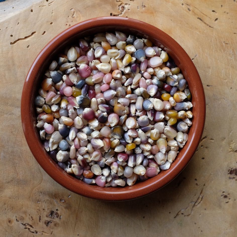 la-bo-te-graines-graines-l-gumes-ma-s-glass-gem-bio image 5