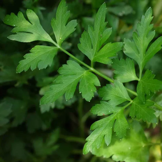 la-bo-te-graines-persil-commun-graines-aromatiques-bio-en-pot image 1