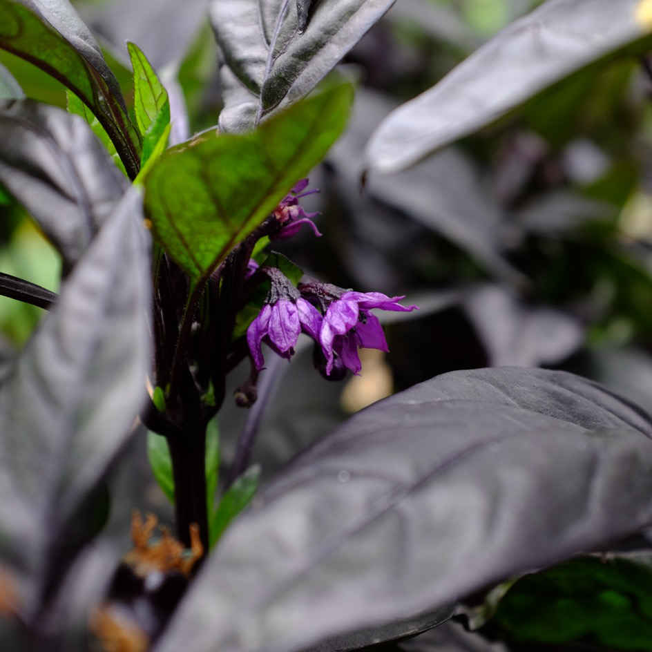 la-bo-te-graines-piment-black-pearl-graines-l-gumes-bio-fort image 2