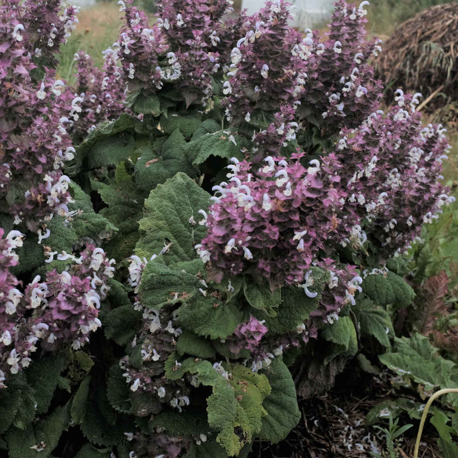 la-bo-te-graines-sauge-sclar-e-pi-mont-graines-fleurs-bio-rose image 1