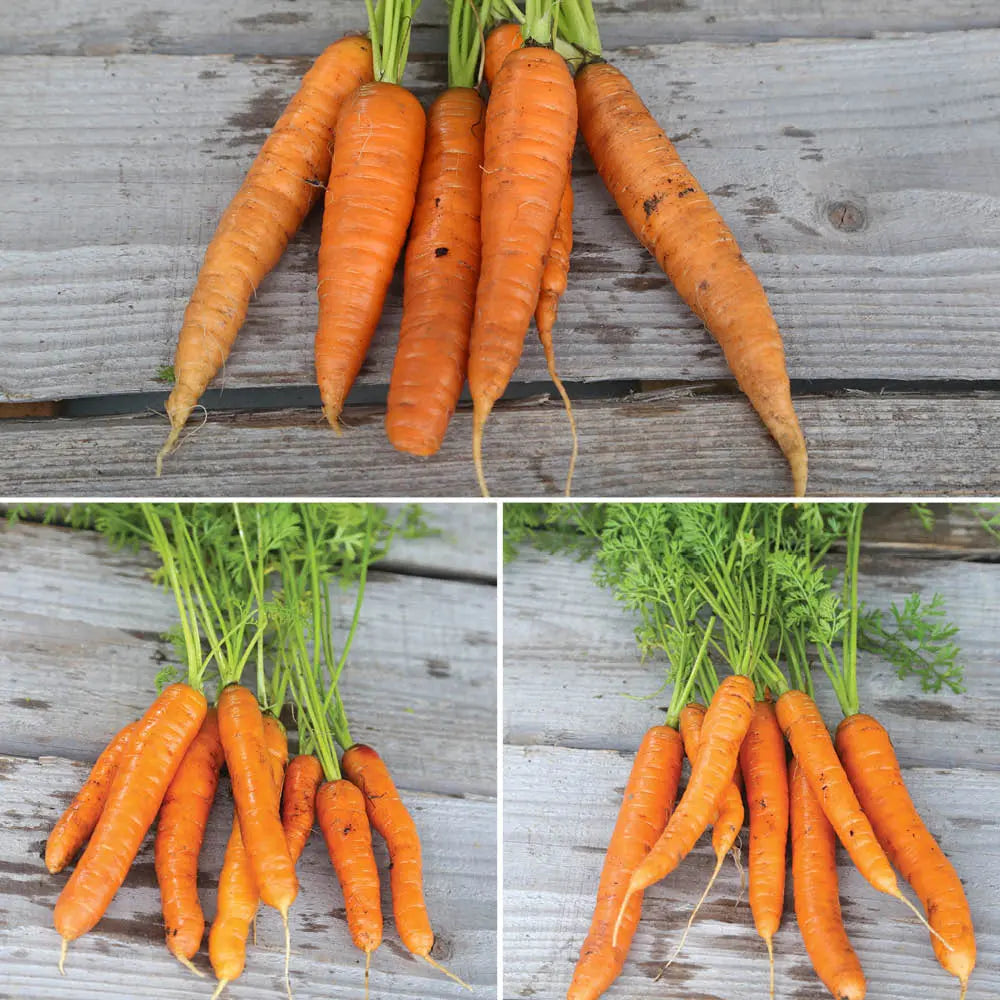 ferme-de-sainte-marthe-graines-potag-res-ruban-carottes-m-lange-3-m-bio image 1
