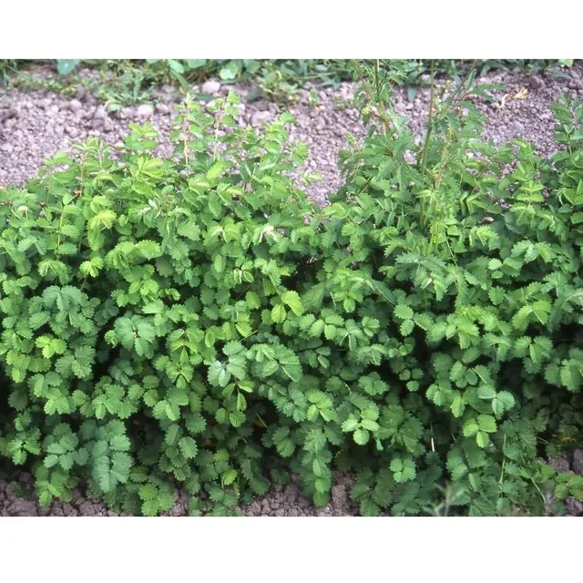 graines-bocquet-petite-pimprenelle-graines-aromatiques-1-g-vivace image 1