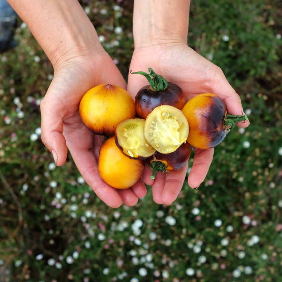 la-bo-te-graines-tomate-belle-de-coeur-bio-graines-potag-res image 2