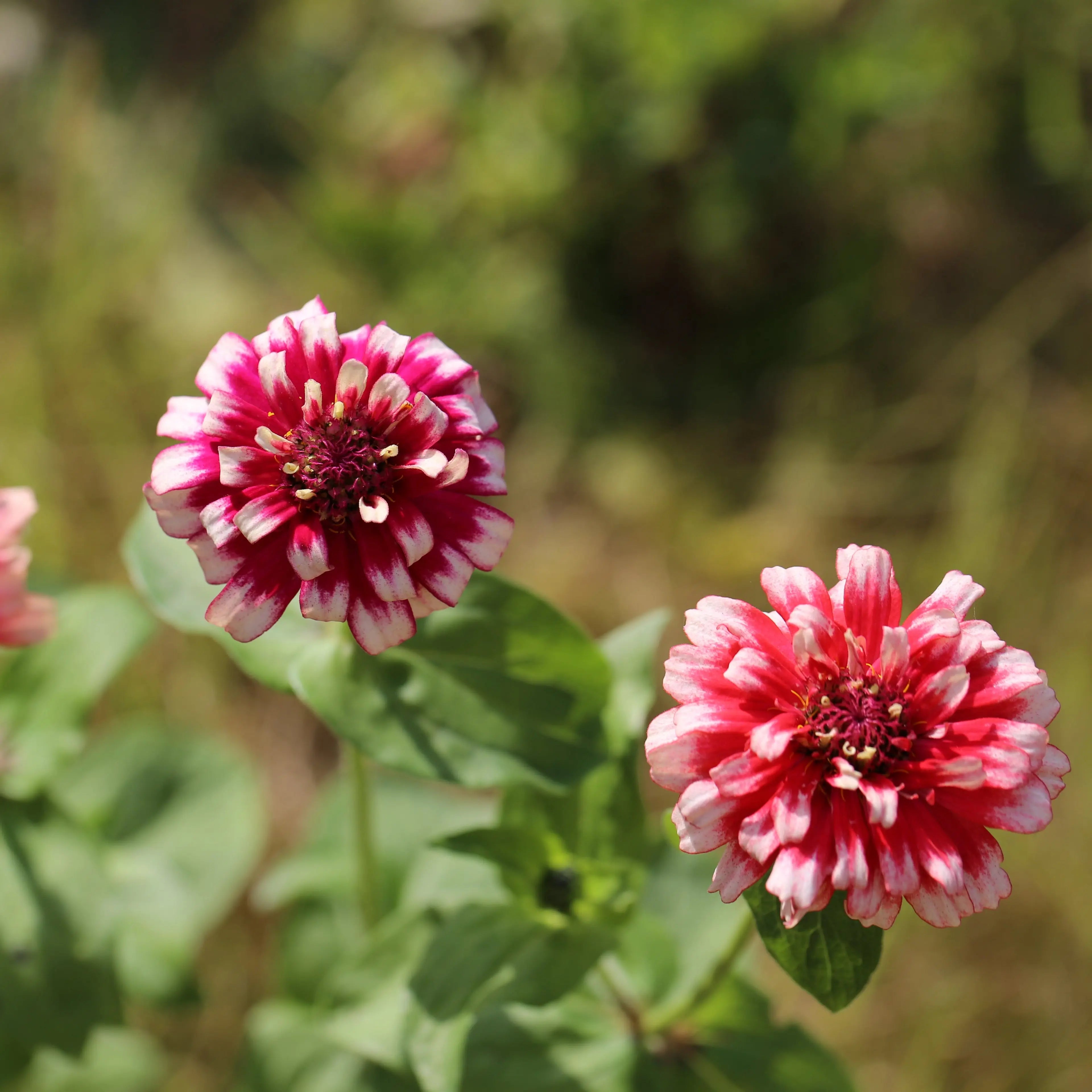 ferme-de-sainte-marthe-zinnia-mazurkia-plant-bio-fleur-double image 3