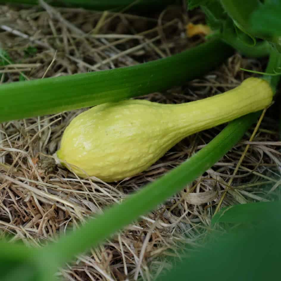la-bo-te-graines-cou-tors-courge-bio-graine-yellow-crookneck image 4