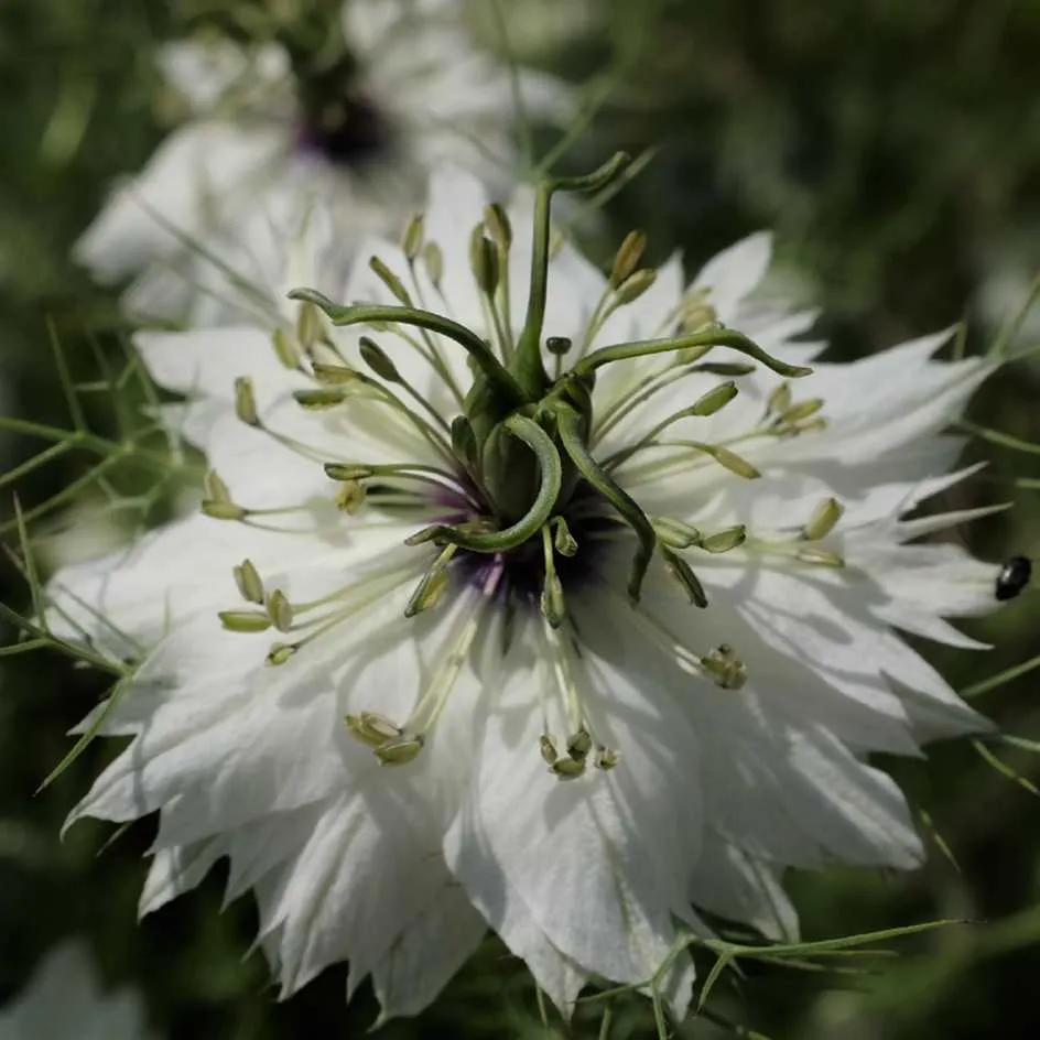 la-bo-te-graines-nigelle-mrs-jekyll-white-graines-bio image 1