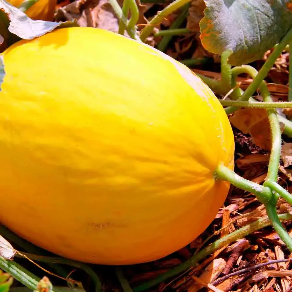 ferme-de-sainte-marthe-melon-jaune-canari-2-graines-bio-sachet-h-tif image 1