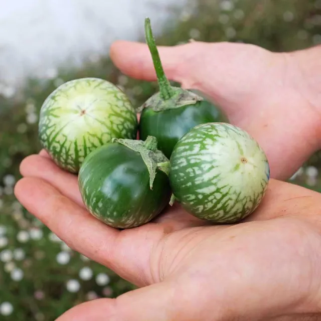 la-bo-te-graines-aubergine-lao-green-stripe-graines-l-gumes-bio image 1