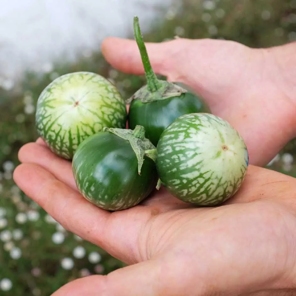 la-bo-te-graines-aubergine-lao-green-stripe-graines-l-gumes-bio image 1