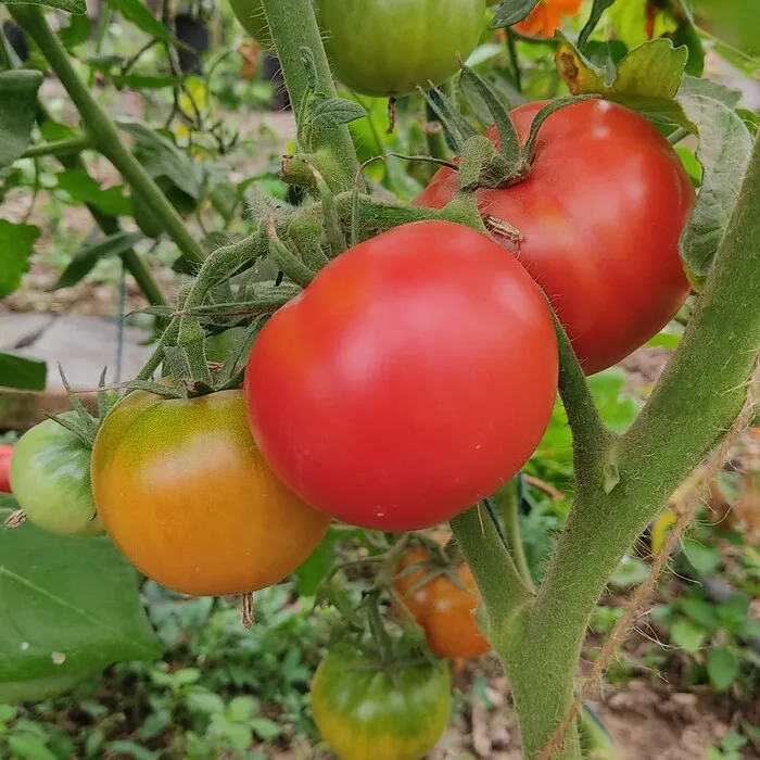 les-semences-de-l-ombelle-tomate-saint-pierre-graines-bio image 1