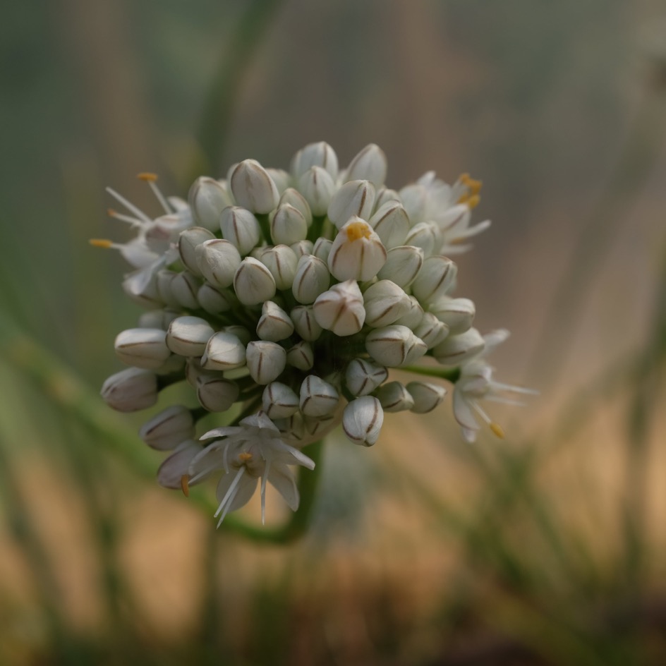 la-bo-te-graines-cive-perp-tuelle-ciboule-bio-graines-aromatiques image 3
