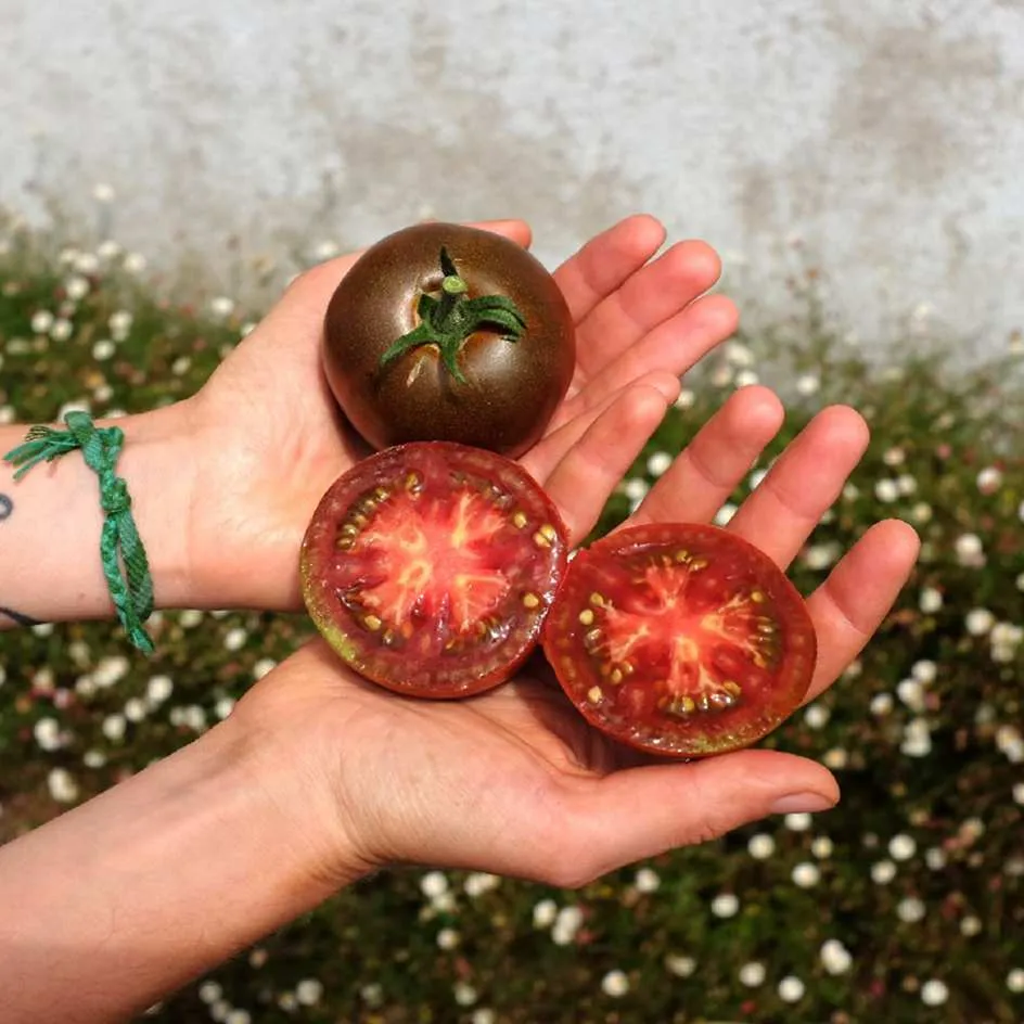la-bo-te-graines-tomate-black-prince-graines-bio-mi-saison image 1