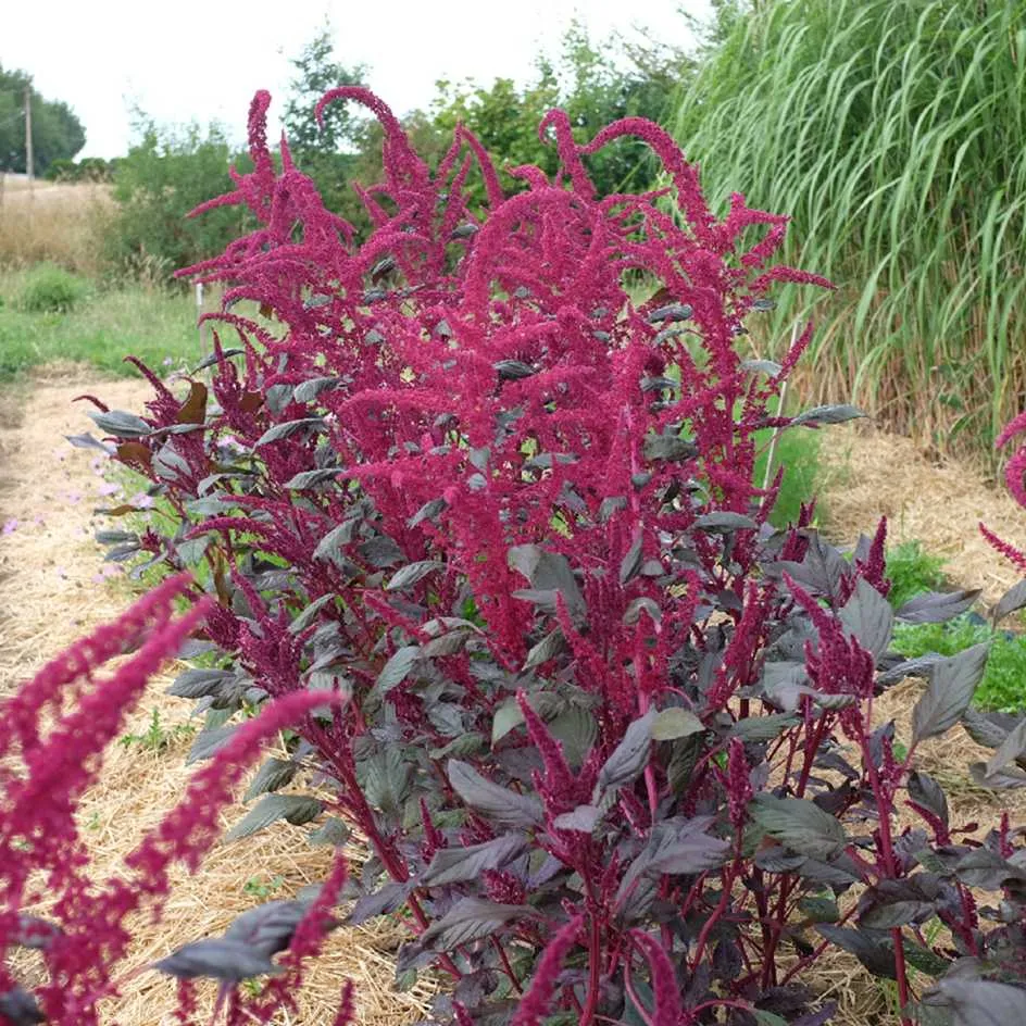 la-bo-te-graines-amarante-intense-purple-graines-bio image 1