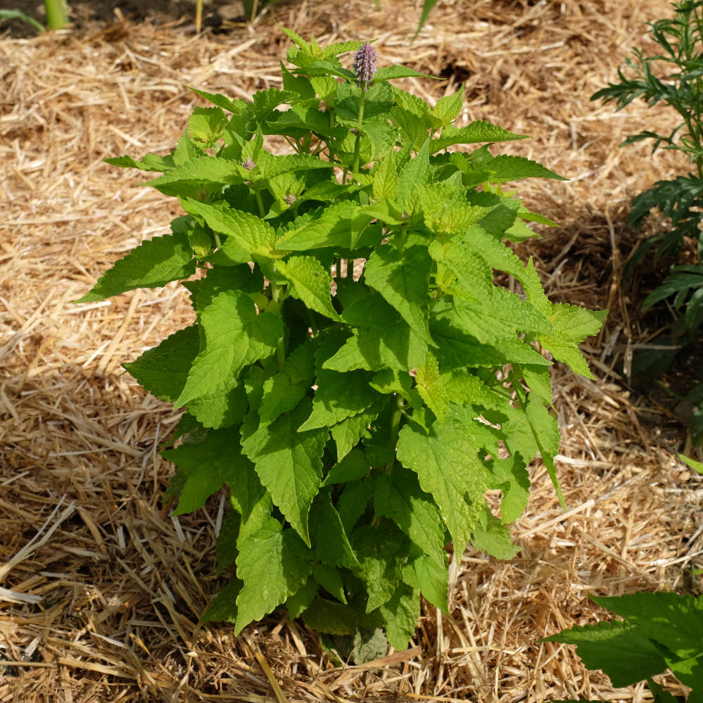 la-bo-te-graines-agastache-golden-jubil-e-graines-bio-r-glisse image 4