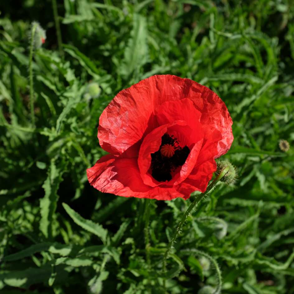 la-bo-te-graines-coquelicot-bio-graines-fleurs-rouges image 2