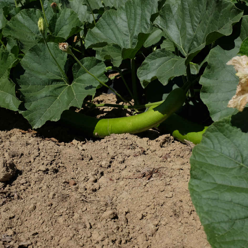 la-bo-te-graines-gourde-cucuzzi-bio-graines-italienne-comestible image 2