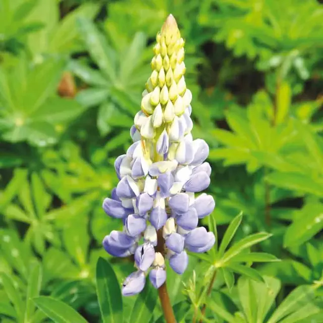 ferme-de-sainte-marthe-lupin-bleu-graines-fleurs-bio-150-g-engrais image 1