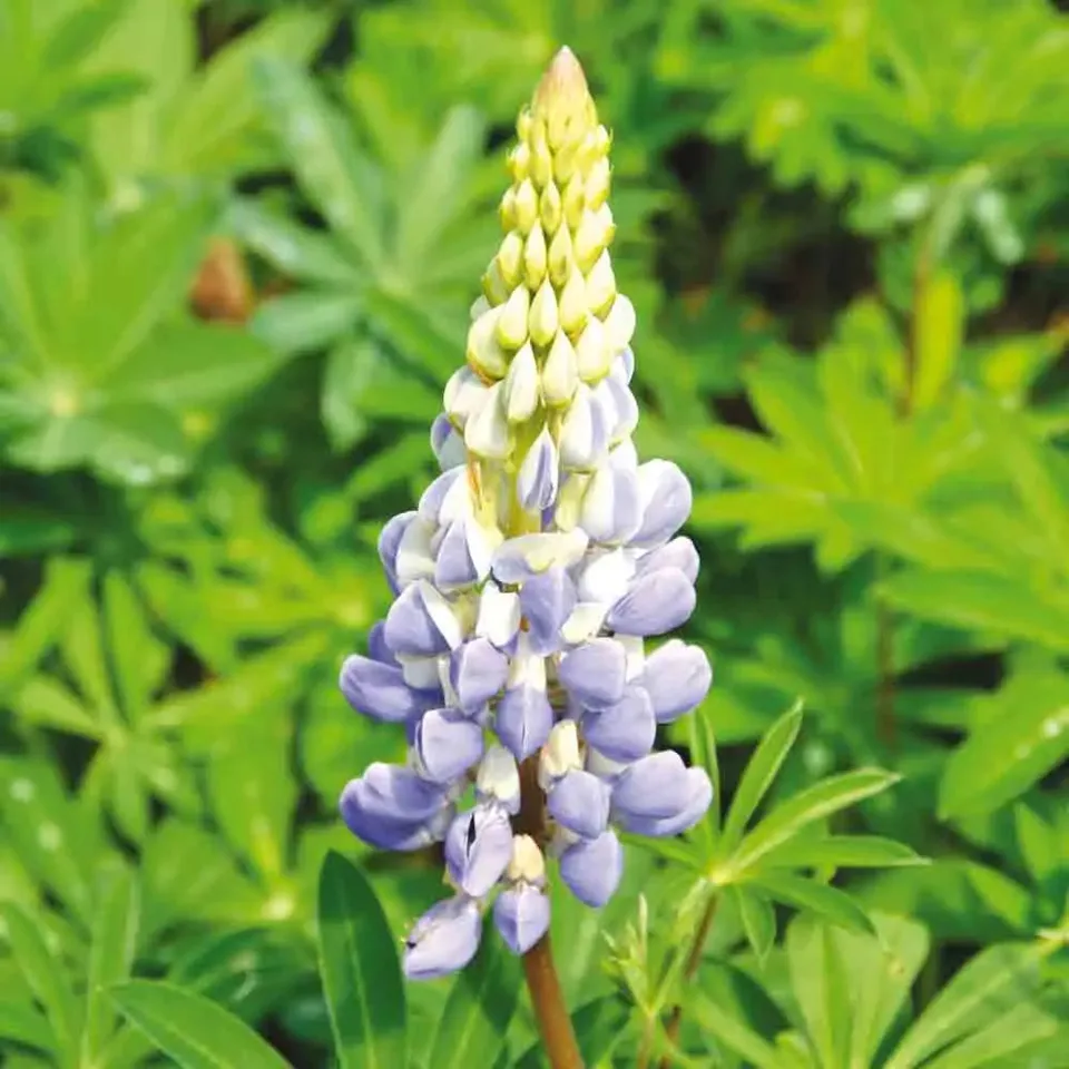 ferme-de-sainte-marthe-lupin-bleu-graines-fleurs-bio-150-g-engrais image 1