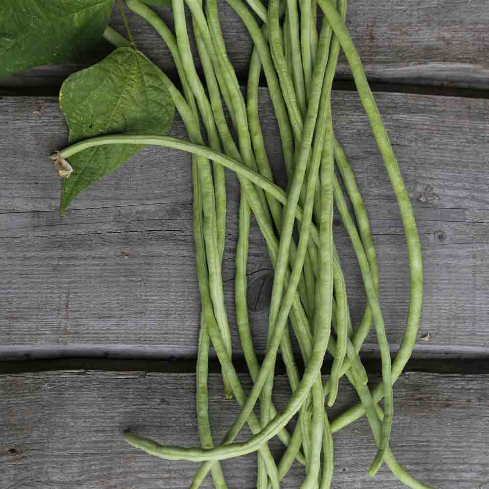 ferme-de-sainte-marthe-haricot-serpent-vert-graines-bio image 1