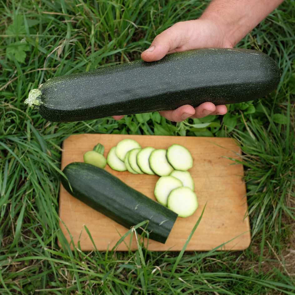 la-bo-te-graines-graines-l-gumes-courgette-ola-escaladora-bio-grimpante image 3