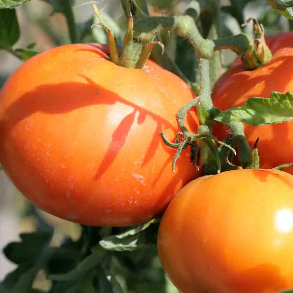 ferme-de-sainte-marthe-tomate-la-carotina-graines-bio-sachet image 1