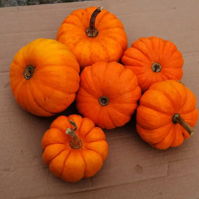 la-bo-te-graines-courge-jack-be-little-graines-bio-orange image 1