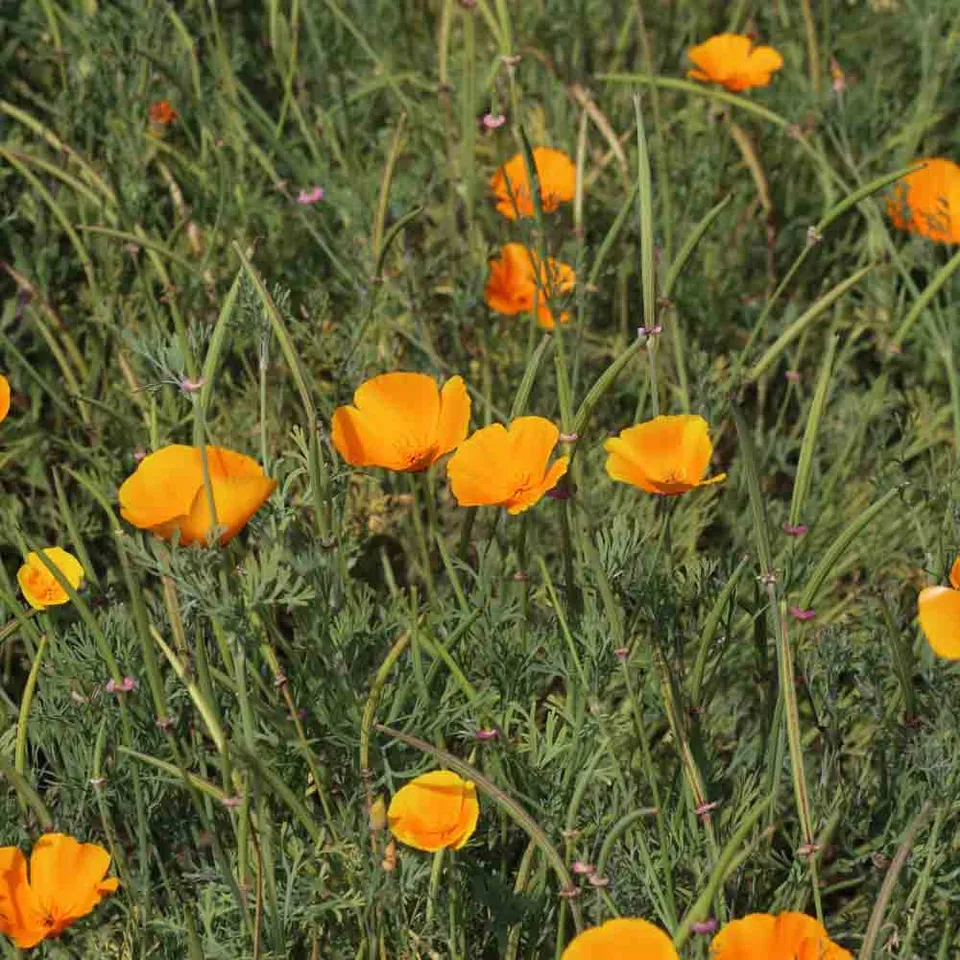 ferme-de-sainte-marthe-graines-de-fleurs-pavot-de-californie-ab-sachet-annuel image 1