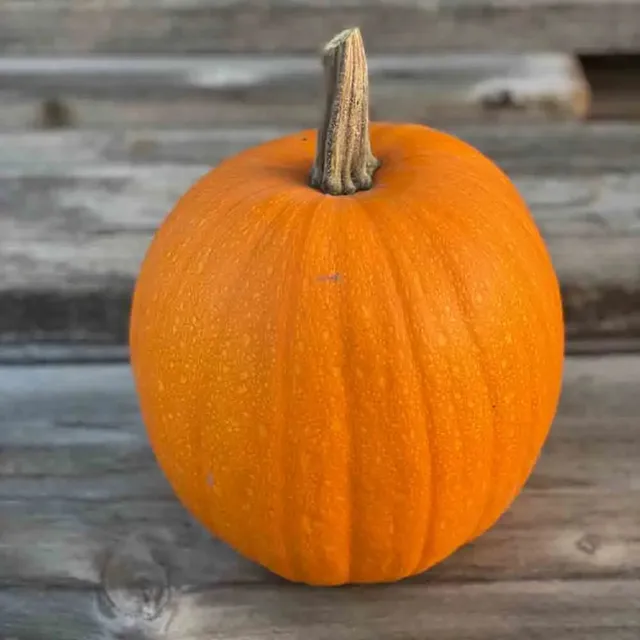 ferme-de-sainte-marthe-courge-jack-o-lantern-graines-bio-sachet-halloween image 1