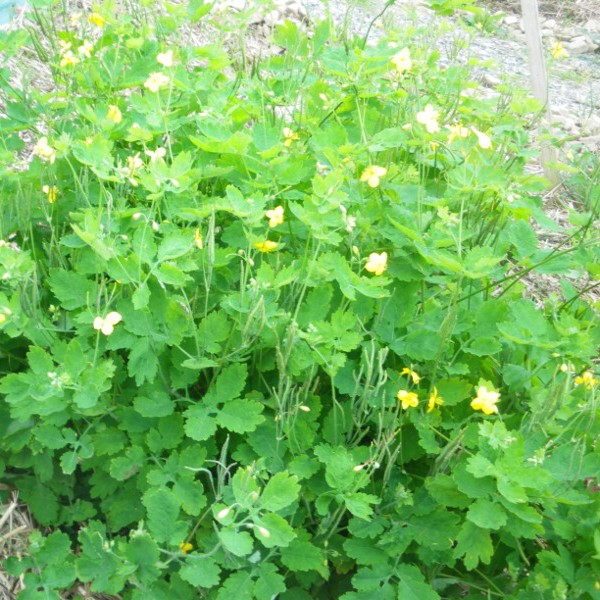 la-bo-te-graines-grande-ch-lidoine-bio-graines-fleurs-vivaces image 2