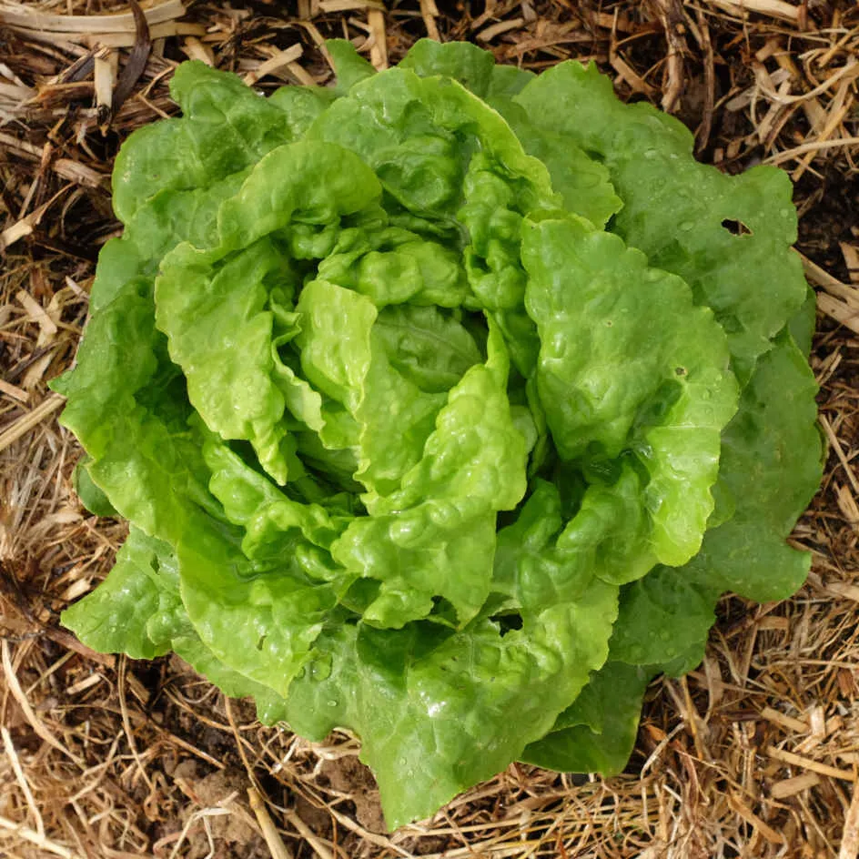 la-bo-te-graines-graines-l-gumes-blonde-de-doulon-bio-t image 1