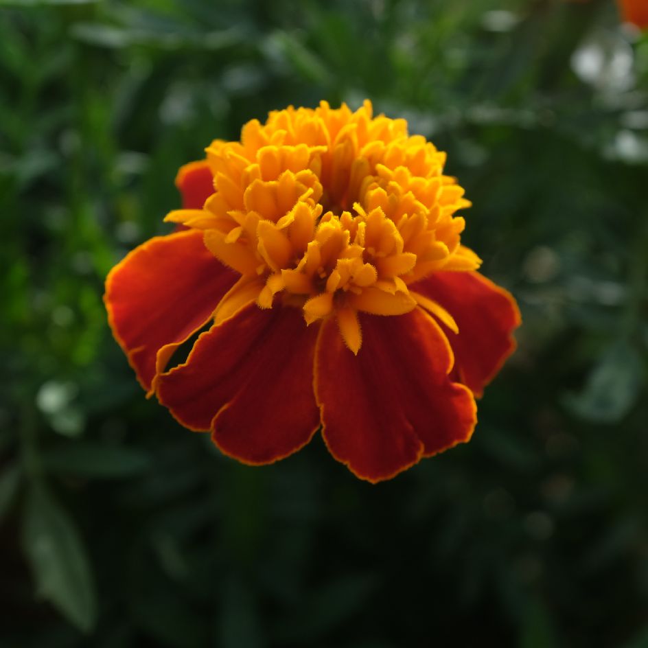la-bo-te-graines-illet-d-inde-orange-flame-bio-graines-fleurs image 1
