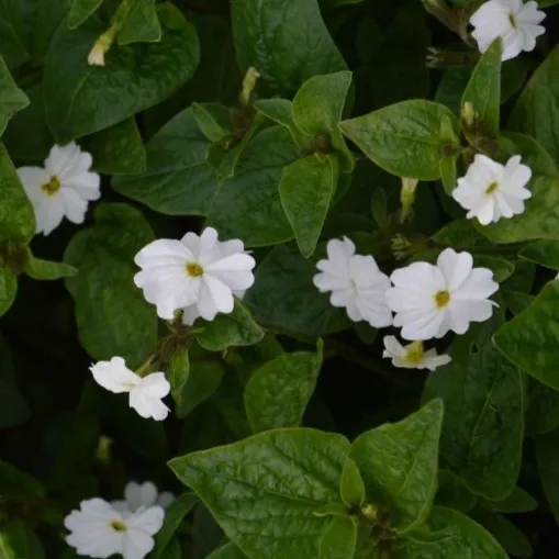la-bo-te-graines-browallie-blanche-graines-fleurs-bio-pot image 1