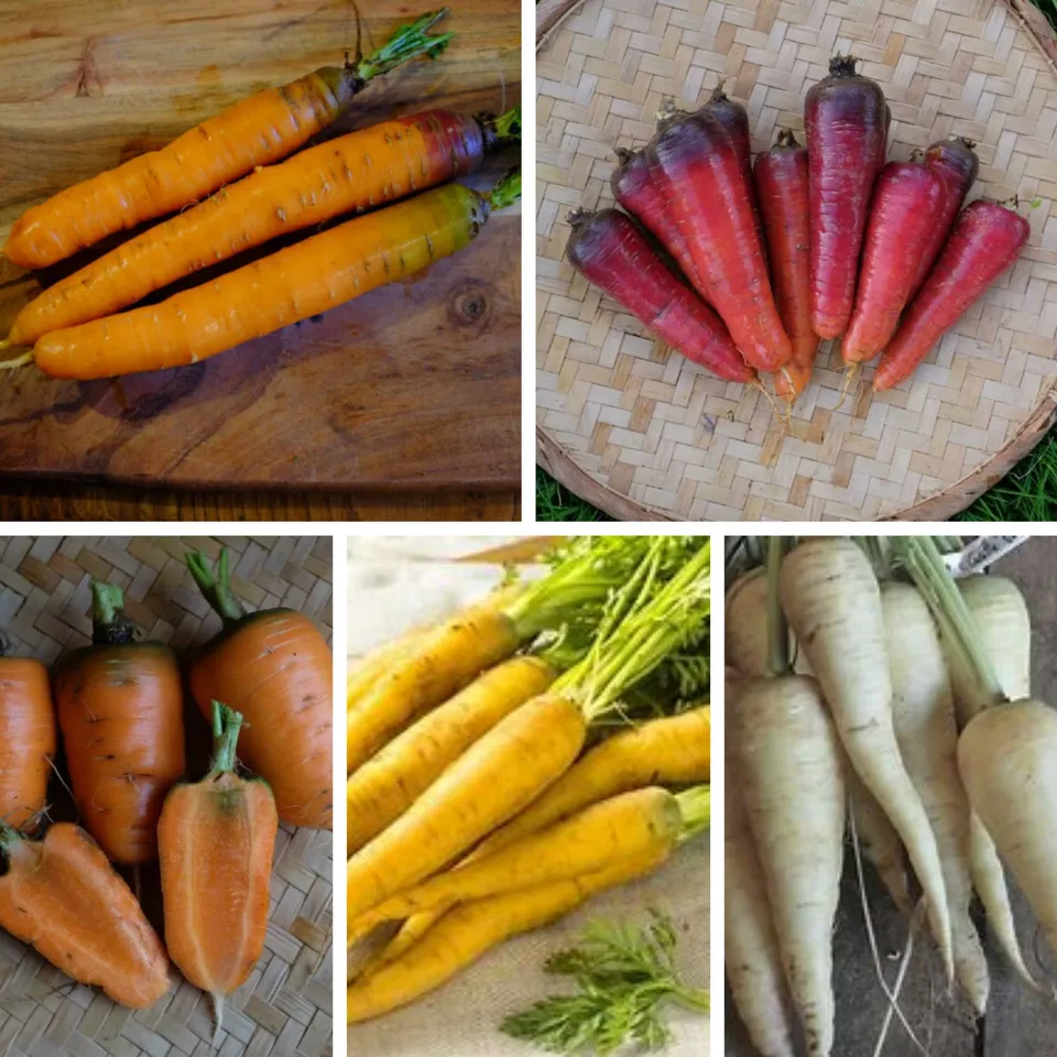 la-bo-te-graines-m-lange-couleur-au-jardin-graines-carottes-bio-couleurs image 1