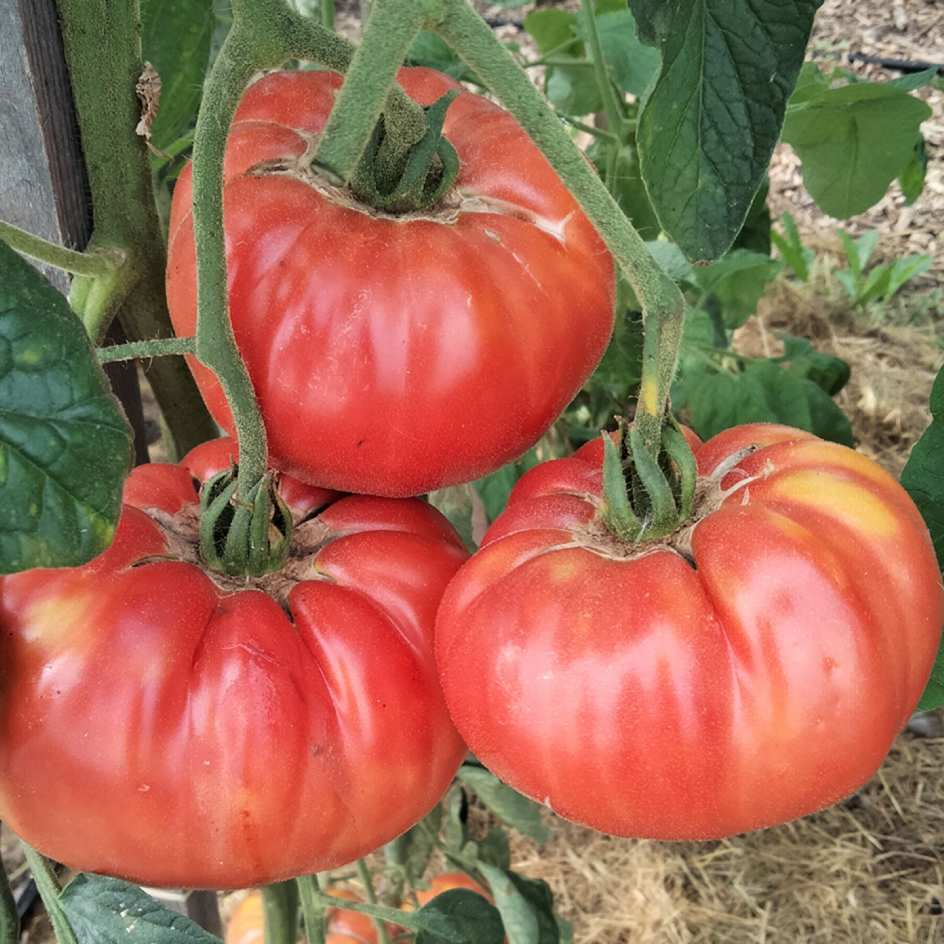 la-bo-te-graines-tomate-brandywine-graines-bio-chair-b-uf image 1