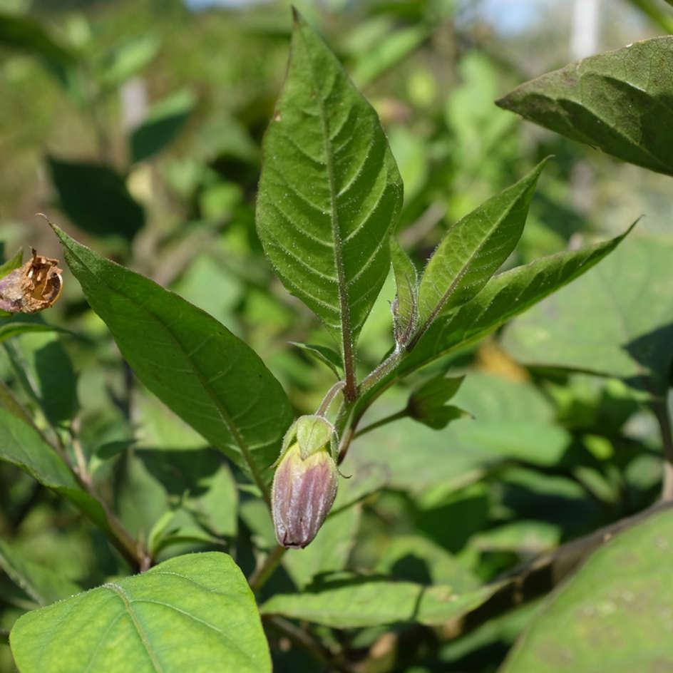 la-bo-te-graines-belladone-atropa-bio-graines-fleurs image 4