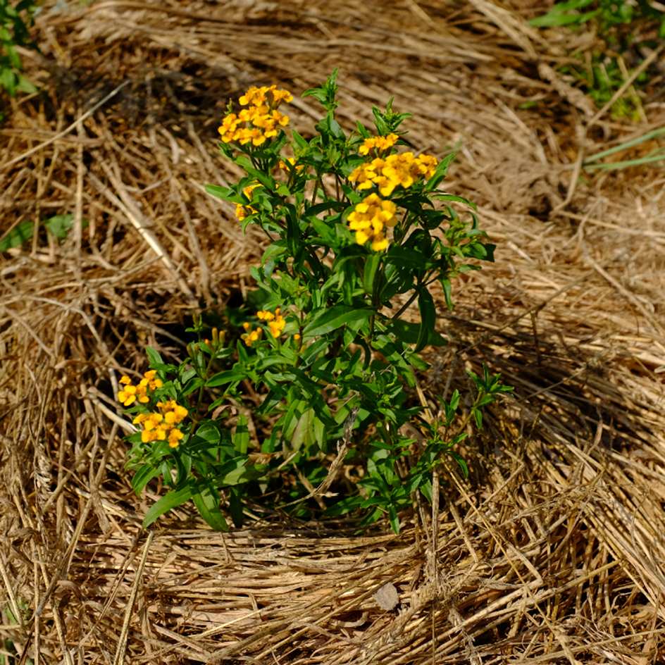 la-bo-te-graines-graines-aromatiques-estragon-du-mexique-bio-anis image 3